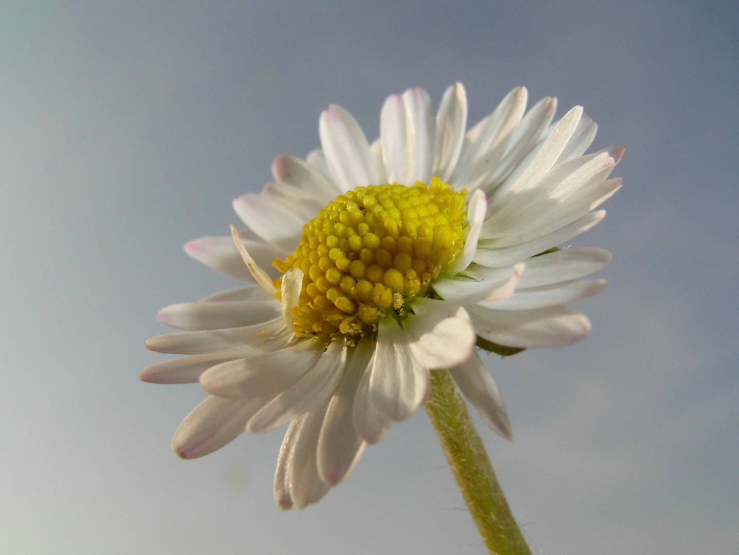 ... ich mag Gänseblümchen :-)