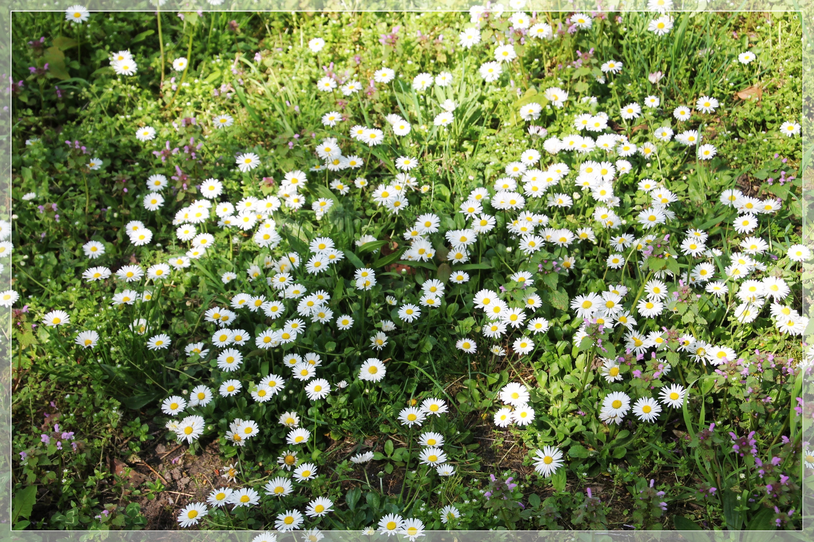 Ich mag Gänseblümchen ...