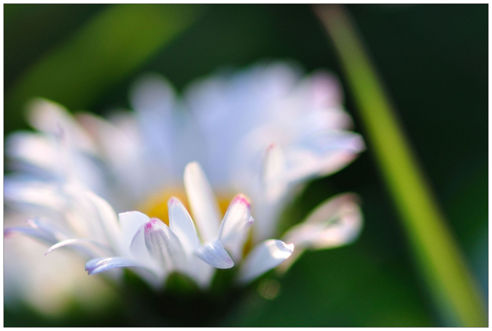 Ich mag Gänseblümchen