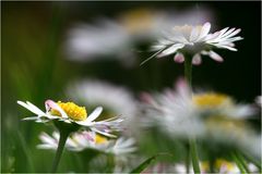 Ich mag Gänseblümchen