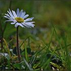 Ich mag Gänseblümchen