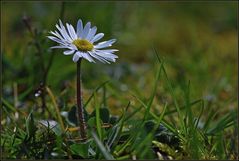 Ich mag Gänseblümchen