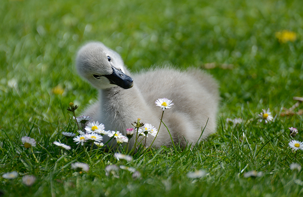 Ich mag Gänseblümchen - Du auch?