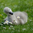 Ich mag Gänseblümchen - Du auch?