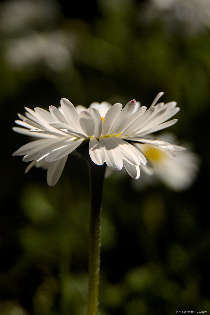 Ich mag Gänseblümchen