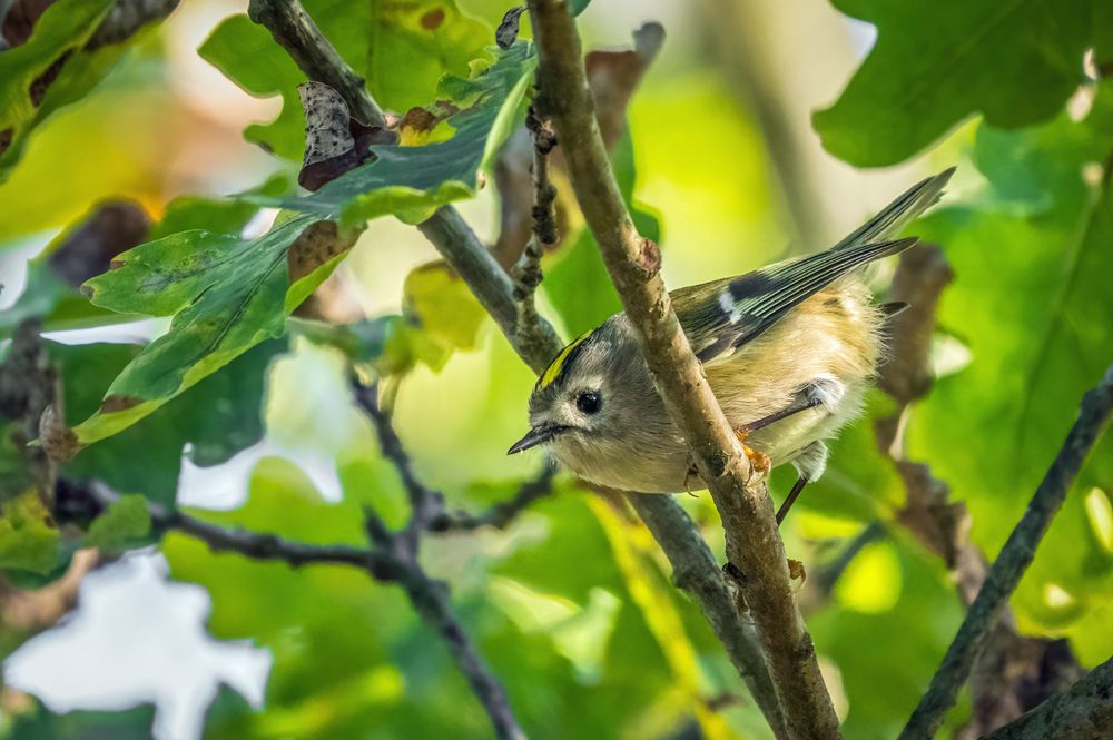 "Ich mag Goldhähnchen" - hier ein Wintergoldhähnchen