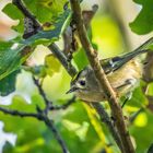 "Ich mag Goldhähnchen" - hier ein Wintergoldhähnchen