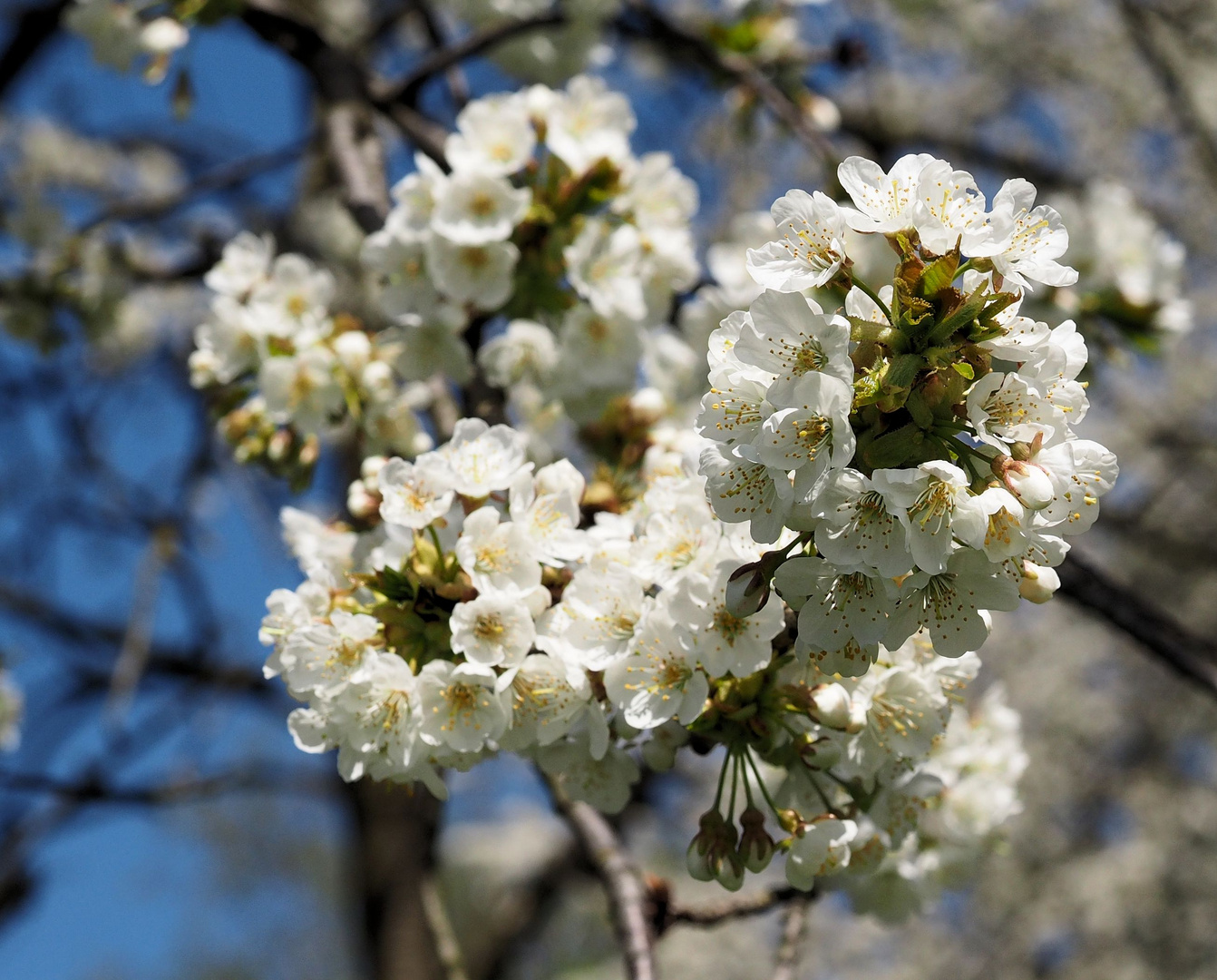 Ich mag jetzt Frühling.....sofort ...