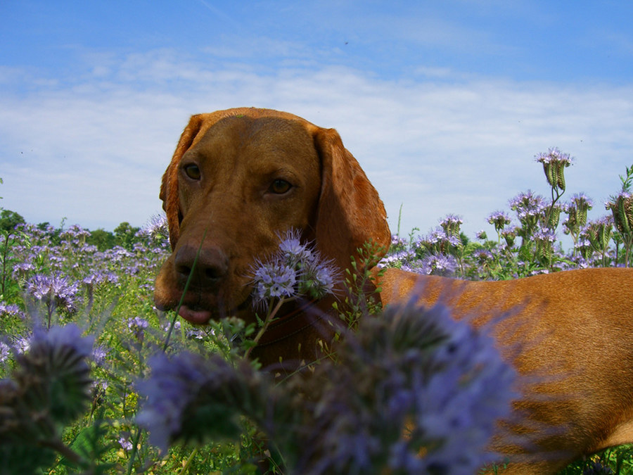 Ich mag keine Blumen