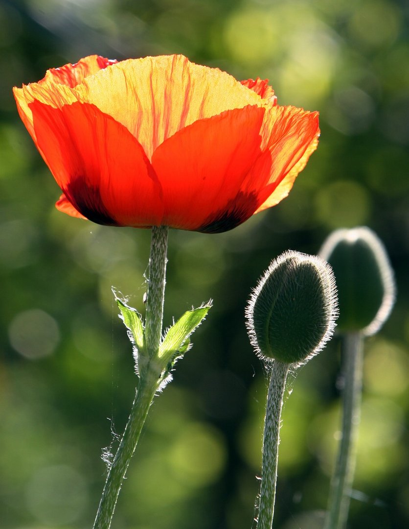 ich mag Mohn