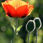 ich mag Mohn