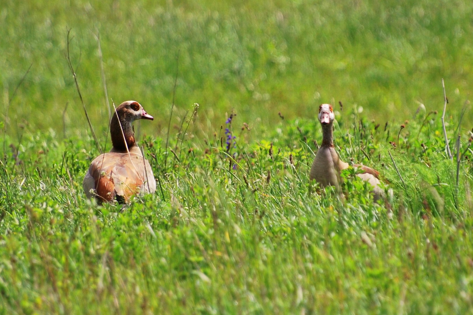 Ich mag Nilgänse total, die gucken immer so frech