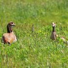 Ich mag Nilgänse total, die gucken immer so frech