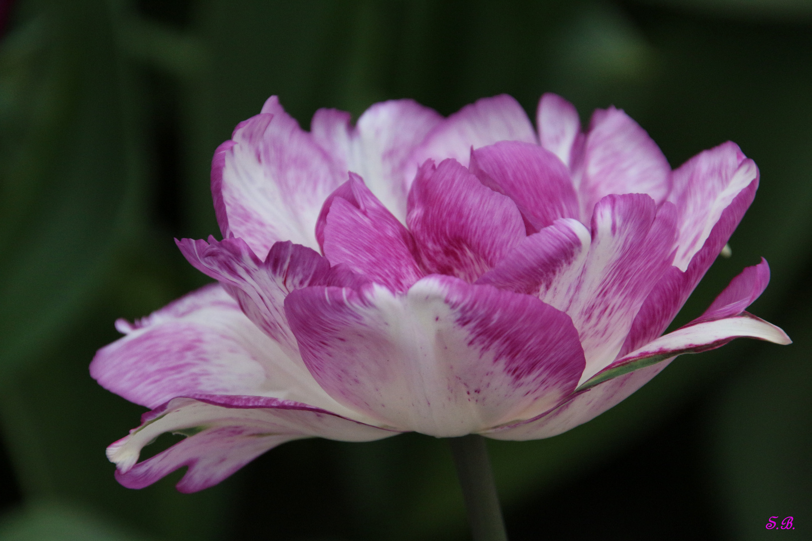 "Ich mag nun mal die Tulpen"