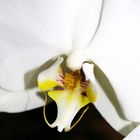 ich mag Orchideen