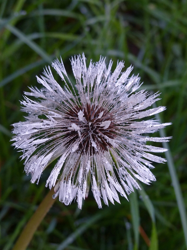 Ich mag Pusteblumen