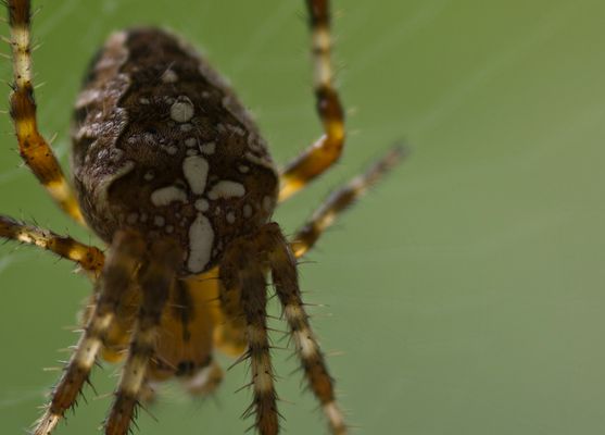 ... ich mag sie ja nicht....