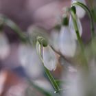 ich mag “unordnung“ im wald : )