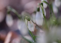 ich mag “unordnung“ im wald : )