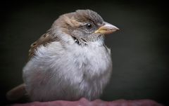 Ich mag Vögel - auch Spatzen ....