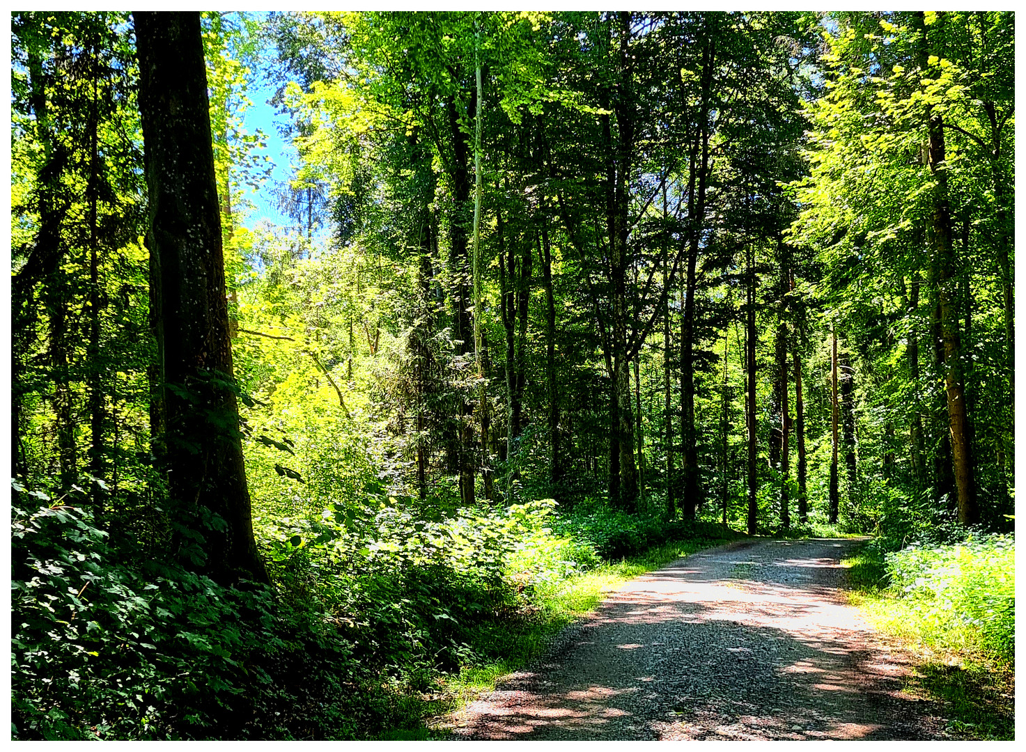 Ich mag Waldspaziergänge