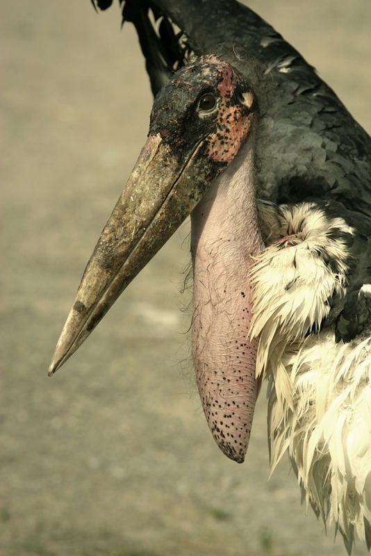 ich Marabu, und du?