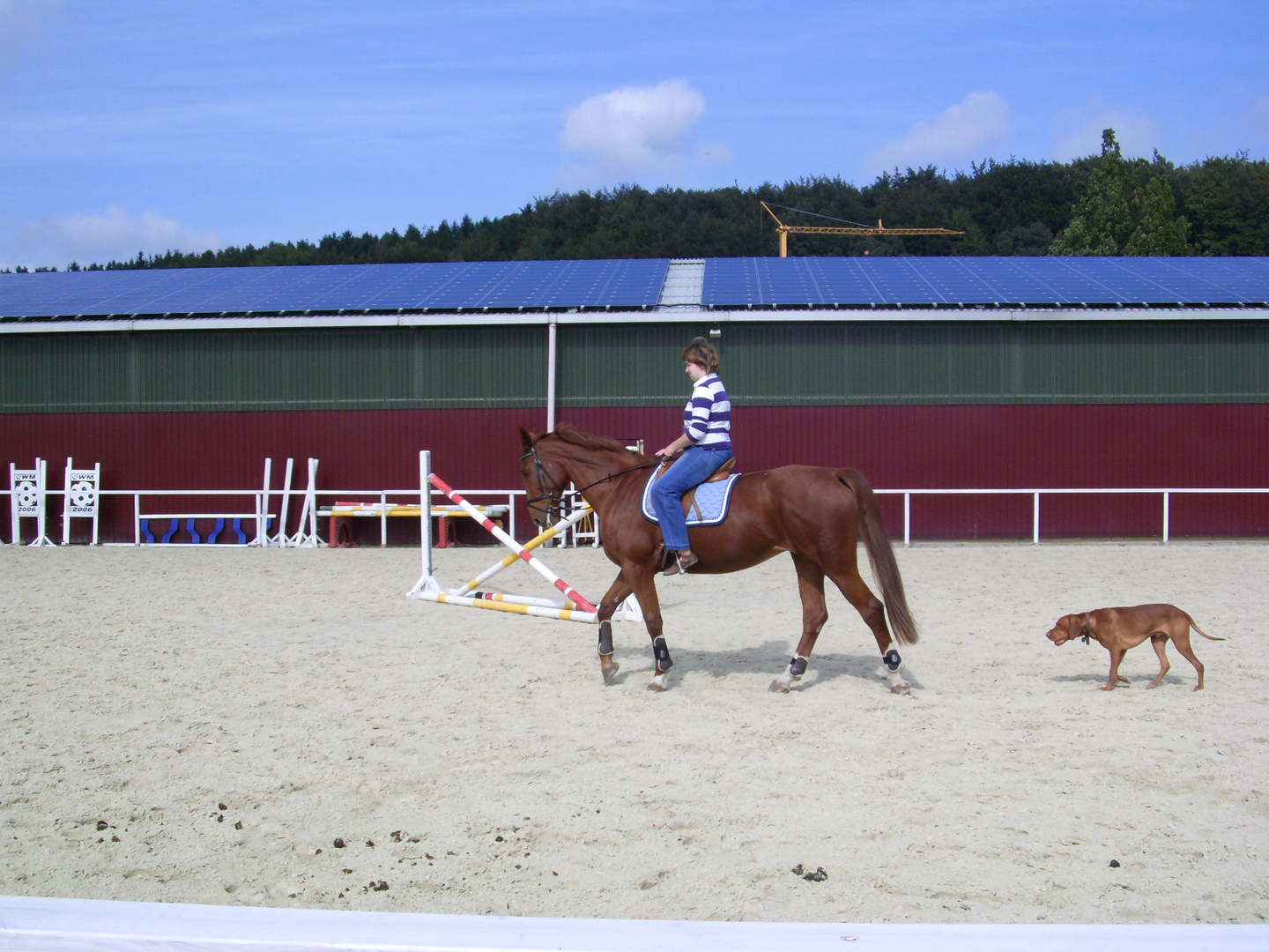 Ich, mein Pferd, mein Hund