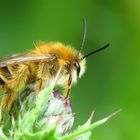 Ich meine sie gehört zu den Hosenbienen