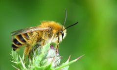 Ich meine sie gehört zu den Hosenbienen