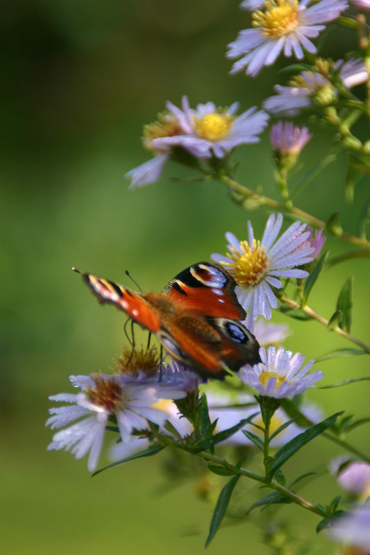 Ich möchte auch mal einen Schmetterling einstellen...