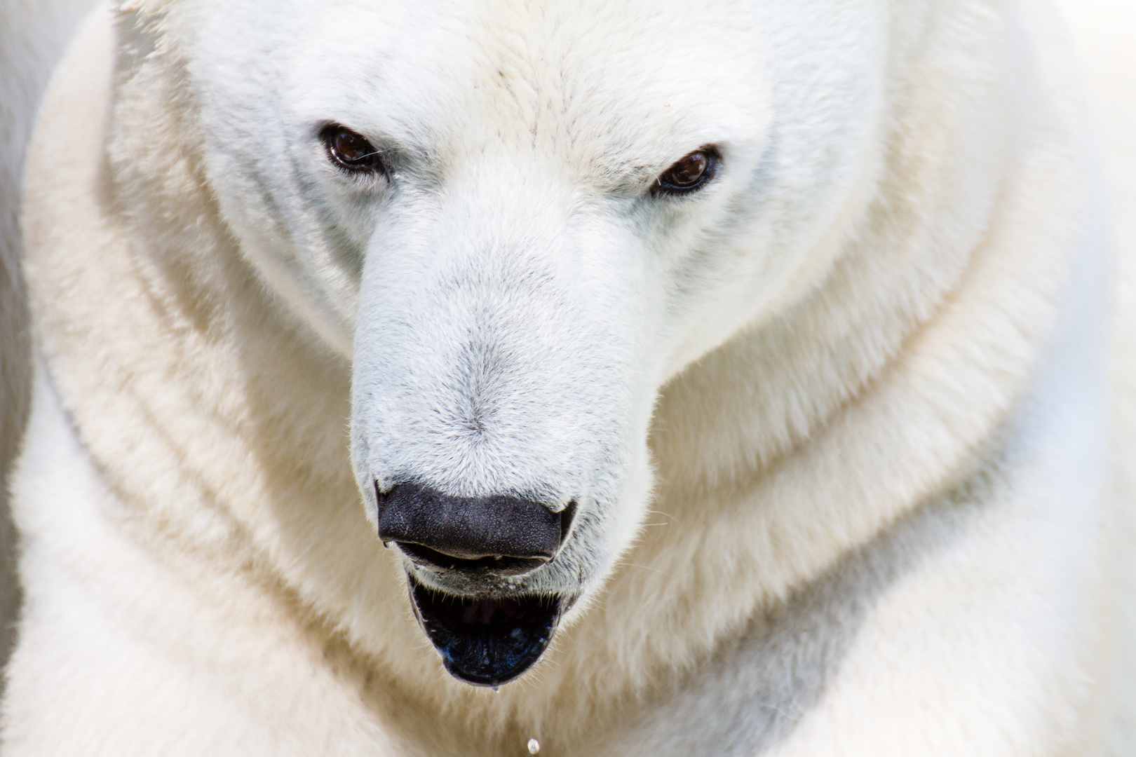 Ich möchte ein Eisbär sein