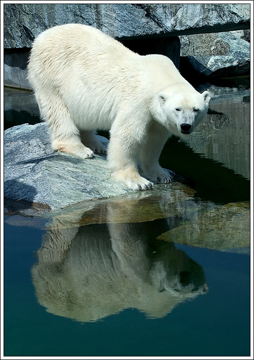 Ich möchte ein Eisbär sein...