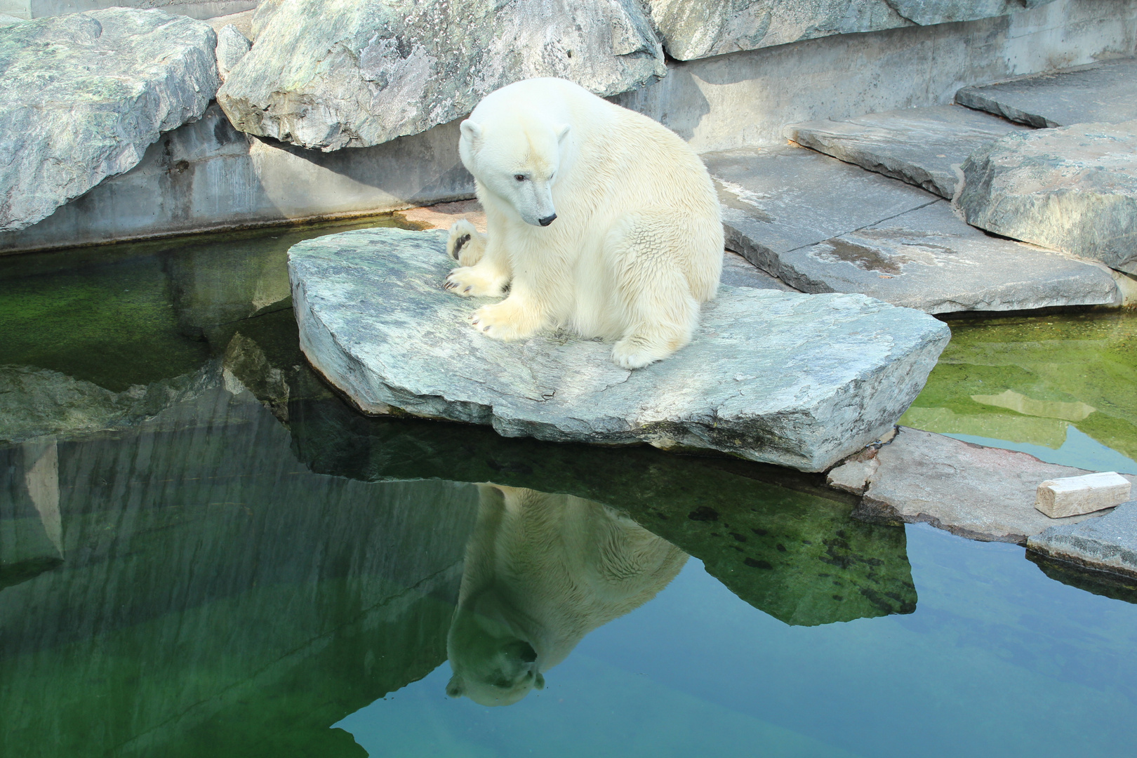 Ich möchte ein Eisbär sein,...