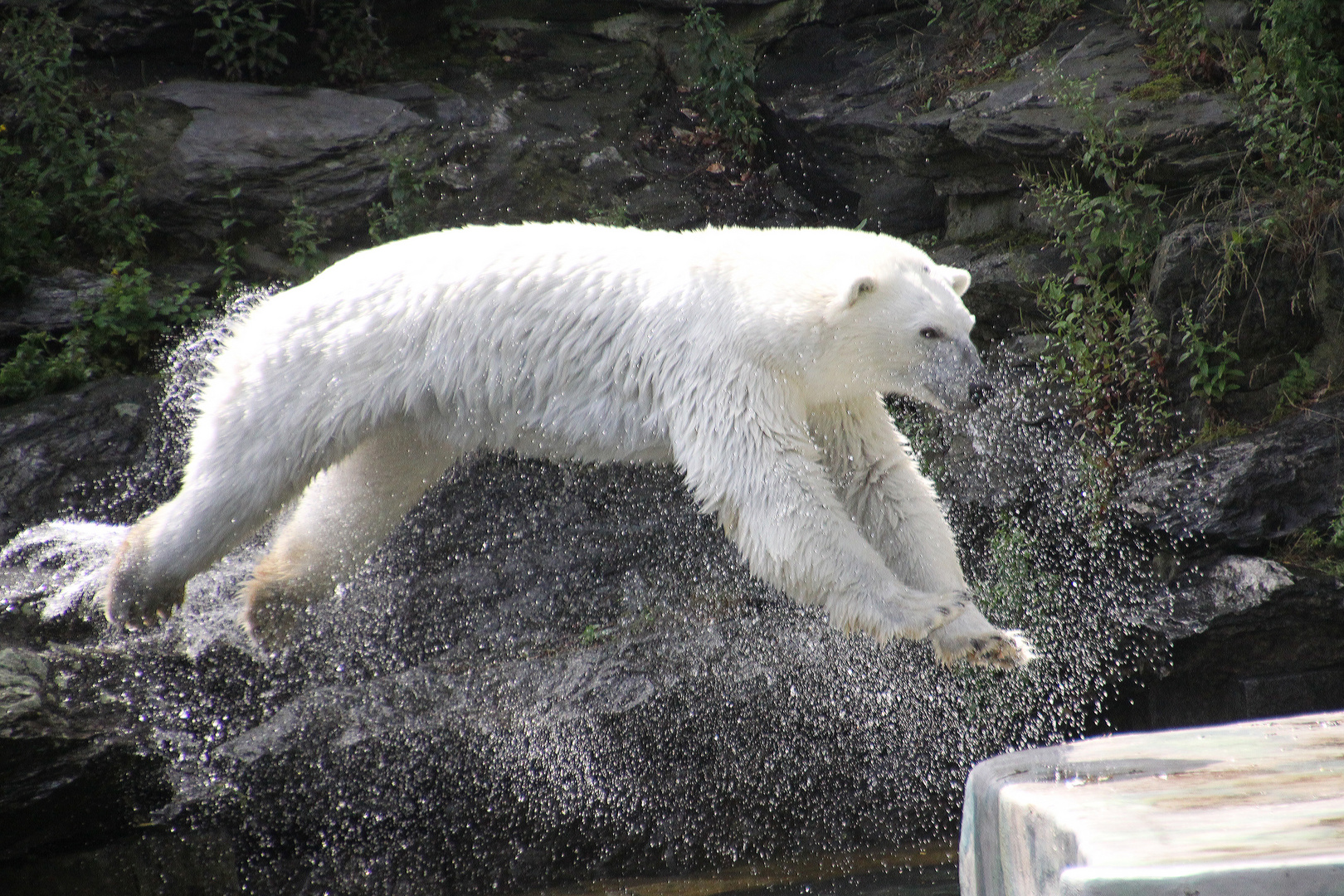 Ich möchte ein Eisbär sein