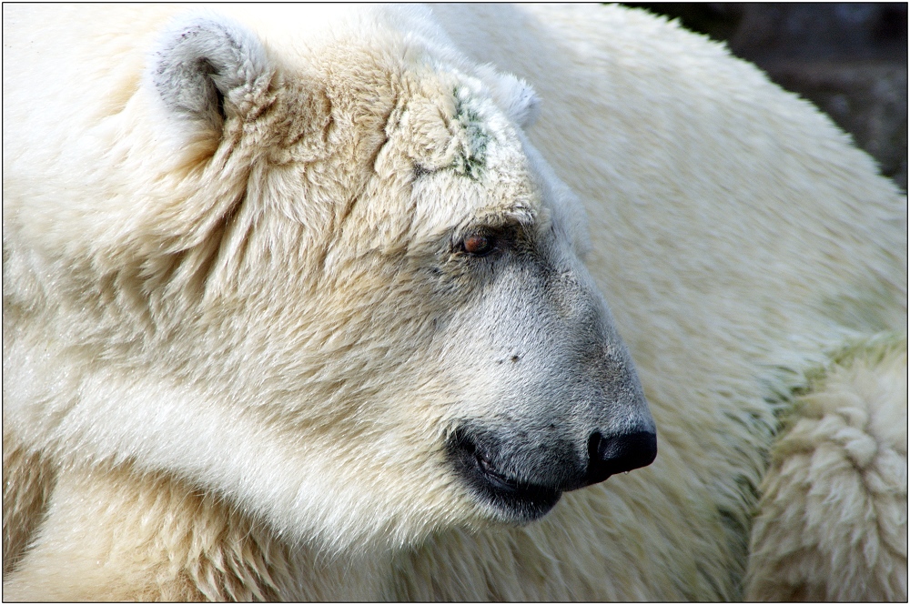 ... ich möchte ein Eisbär sein ...