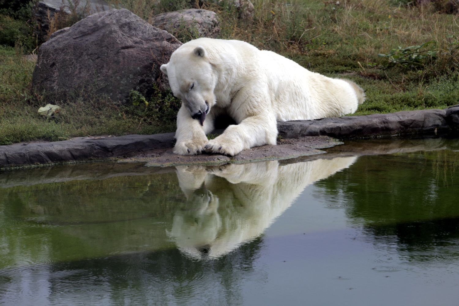 Ich möchte ein Eisbär sein...