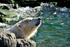 "Ich möchte ein Eisbär sein..."