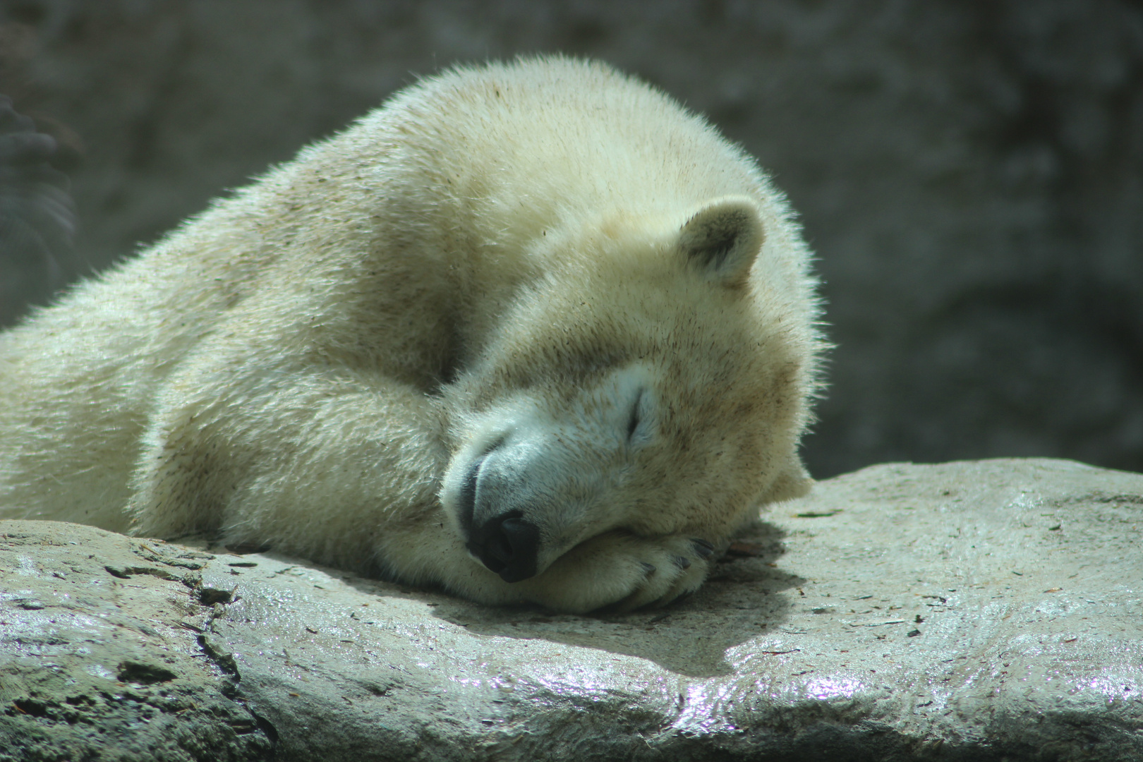 ich möchte ein Eisbär sein...