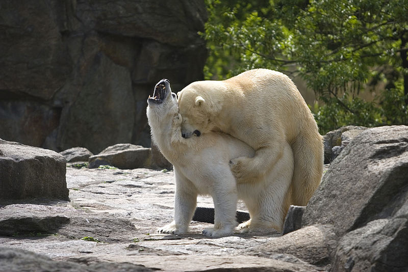 Ich möchte ein Eisbär sein.........