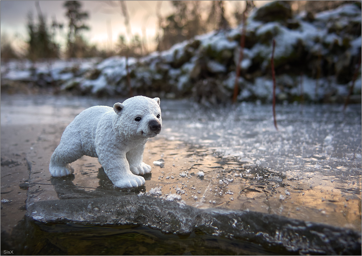 ich möchte ein Eisbär sein