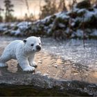 ich möchte ein Eisbär sein