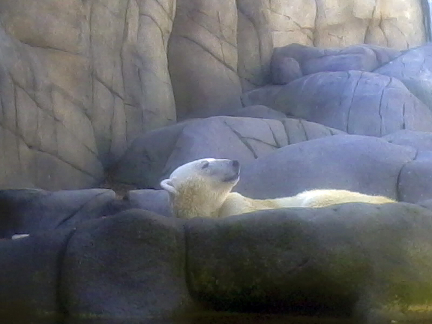 Ich möchte ein Eisbär sein ...