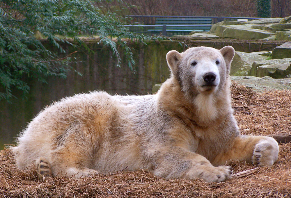 Ich möchte ein Eisbär sein, am kalten Polar.........