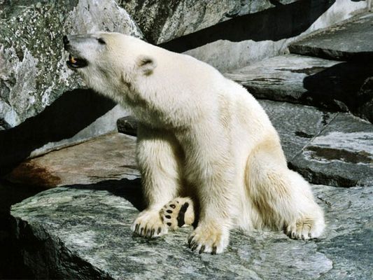 Ich möchte ein Eisbär sein am kalten Polar....