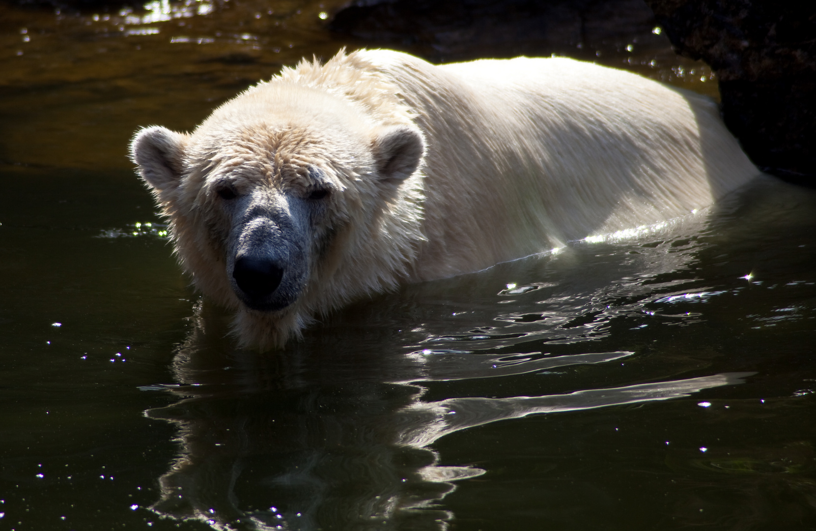 Ich möchte ein Eisbär sein, am kalten Polar...