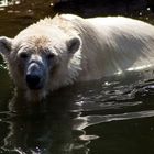 Ich möchte ein Eisbär sein, am kalten Polar...