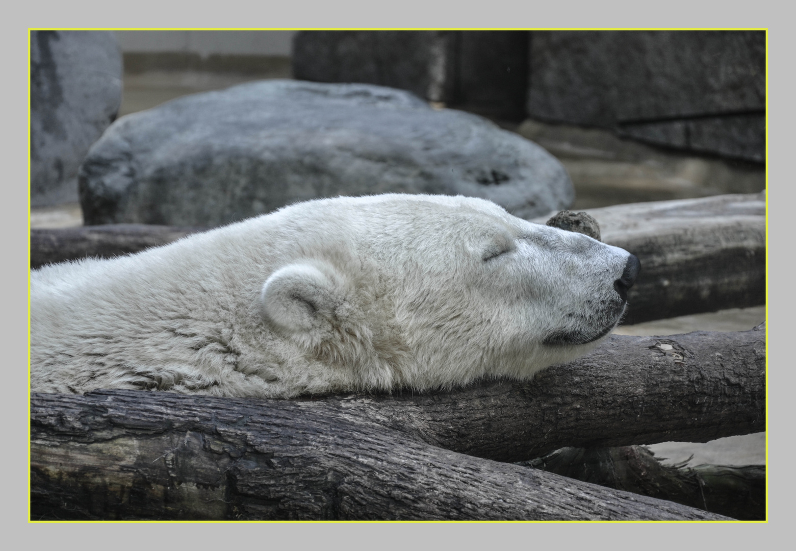 ich möchte ein Eisbär sein am kalten Polar