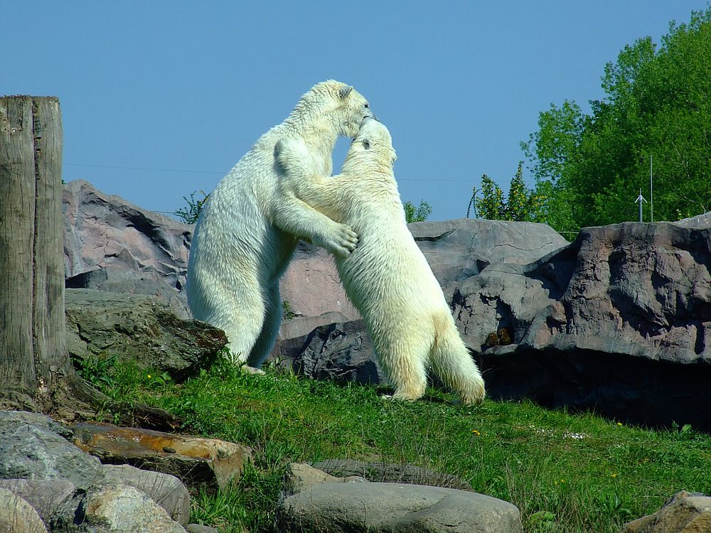 " Ich möchte ein Eisbär sein....."