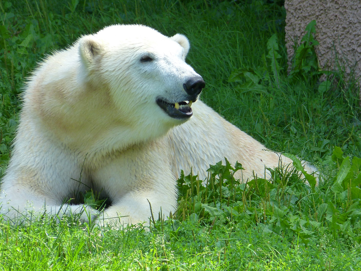 Ich möchte ein Eisbär sein...