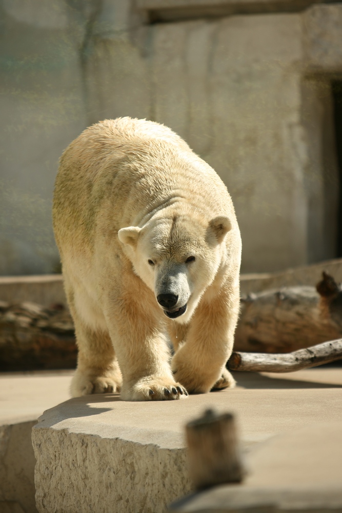 Ich möchte ein Eisbär sein .....